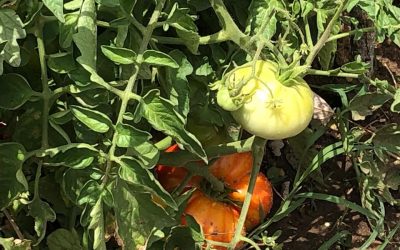 Donación de «La Buena Siembra»